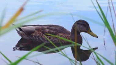 Günbatımında ördek.