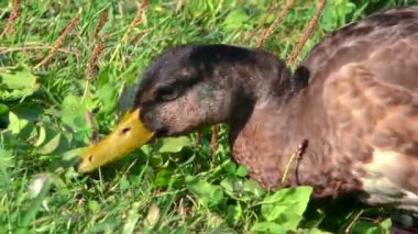 Günbatımında ördek.