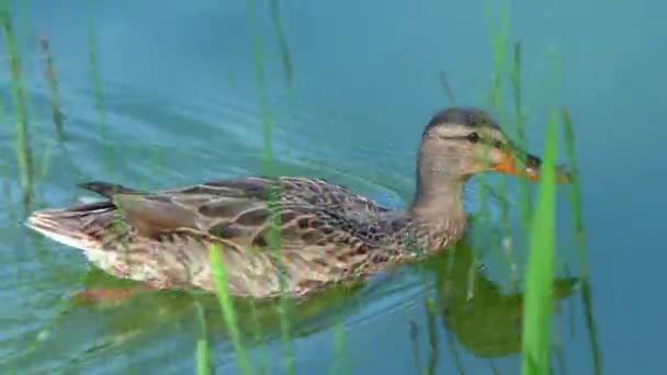 Eend in zonsondergang water. — Stockvideo