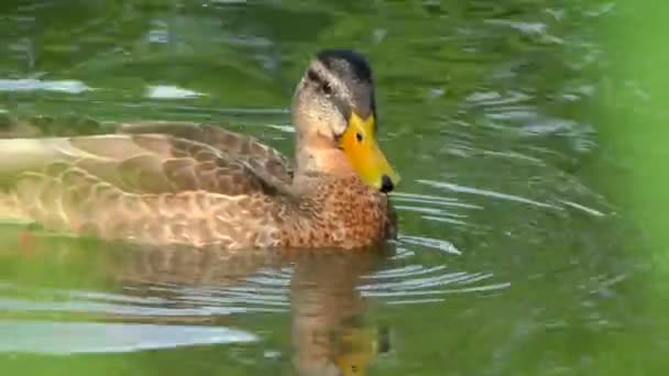 Duck in sunset water. — Stock video