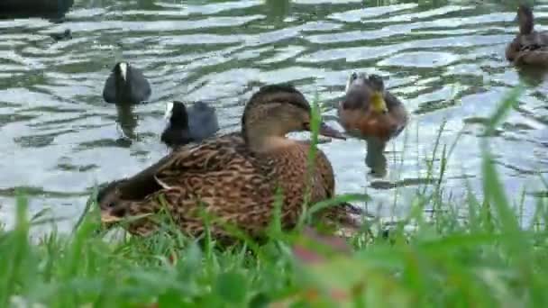 Pato na água do pôr do sol. — Vídeo de Stock