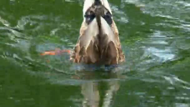 Duck in sunset water. — Stock video