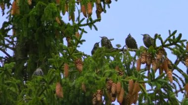 Ötücü kuşlar Ouzel ladin dalında oturuyor. Kuşların doğal ortamlarında vahşi yaşamları.