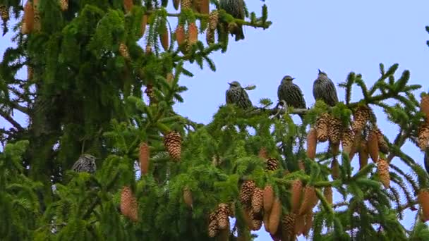 Pájaros Cantores Ouzel Sentado Una Rama Abeto Vida Silvestre Las — Vídeos de Stock