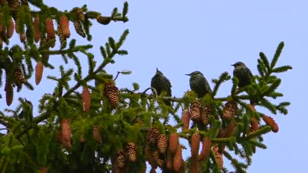 Pájaros Cantores Ouzel Sentado Una Rama Abeto Vida Silvestre Las — Vídeo de stock