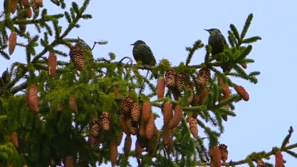 Singvögel Ouzel Sitzt Auf Einem Fichtenzweig Wildleben Der Vögel Ihrem — Stockvideo