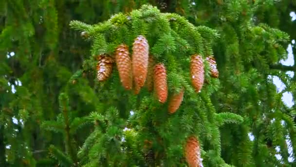 Cones Branches Large Spruce Beautiful Pine Tree Swaying Wind — Stock Video