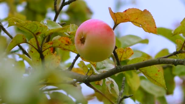 Ripe Red Apple Branch Garden Harvest Seasonal Fruits Village — Stock Video