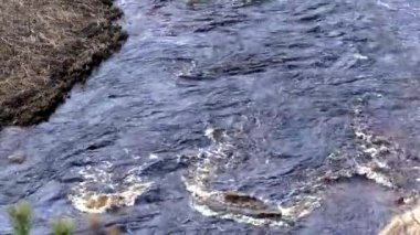 Dağların vadisindeki vahşi nehrin en üst manzarası. Kuzeyin doğası - tepelerdeki orman ve hızlı dağ deresi.