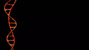 DNA molekül geni izole edildi. Genetik programı depolayan bir makro molekül.