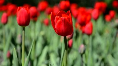 Kırmızı laleler çiçek açıyor. Kızıl laleler büyür..