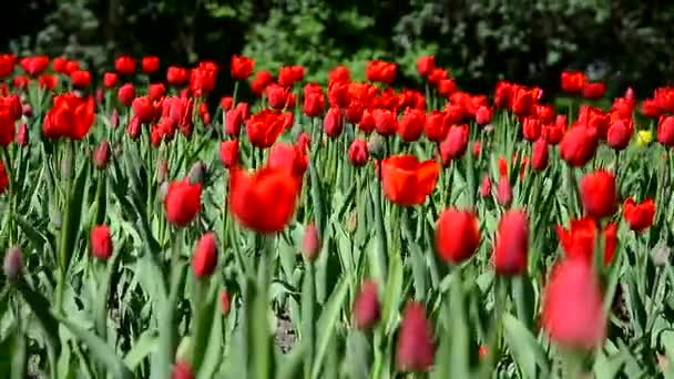 Tulipani Rossi Stanno Fiorendo Cresce Campo Tulipani Cremisi — Video Stock