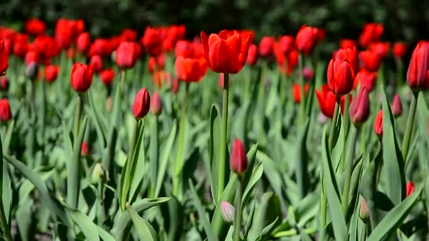 Rode Tulpen Bloeien Een Veld Van Karmozijnrode Tulpen Groeien — Stockvideo