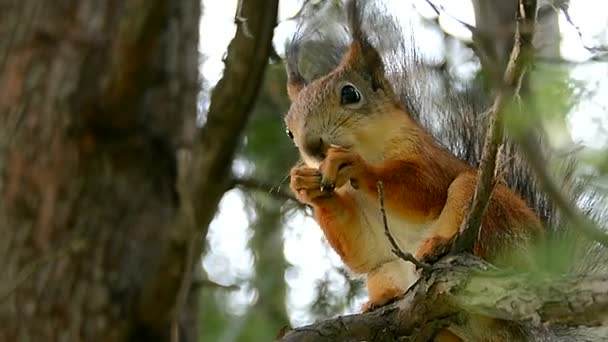 Alimentando Las Ardillas Parque Con Sus Manos Animal Salvaje Adorable — Vídeos de Stock