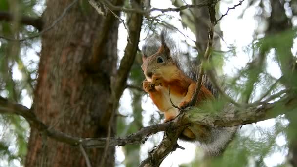 Mit Seinen Händen Füttert Eichhörnchen Park Ein Liebes Wildes Tier — Stockvideo
