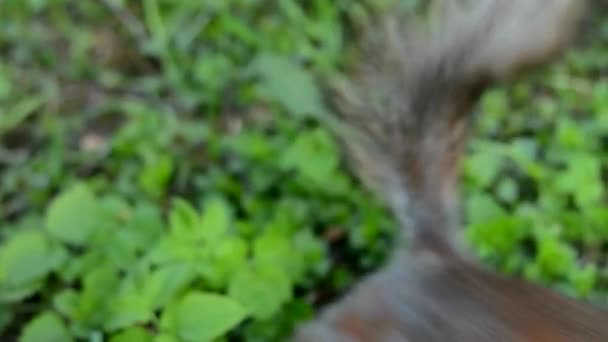 Eekhoorns Voeden Het Park Met Zijn Handen Een Mooie Wilde — Stockvideo