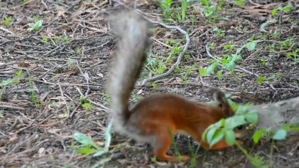 Eekhoorns Voeden Het Park Met Zijn Handen Een Mooie Wilde — Stockvideo