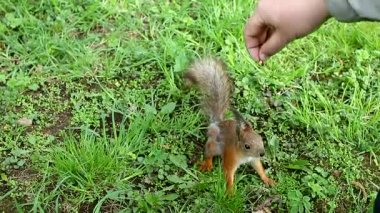 Parktaki sincapları elleriyle besliyor. Sevimli, vahşi, ürkek bir sincap. Kızıl saçlı hayvan yer..