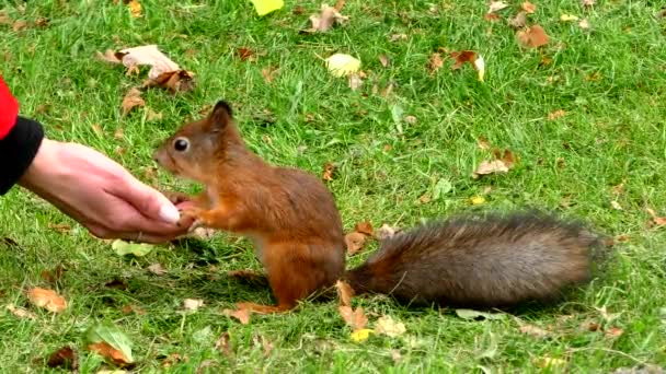 Parktaki Sincapları Elleriyle Besliyor Sevimli Vahşi Ürkek Bir Sincap Kızıl — Stok video