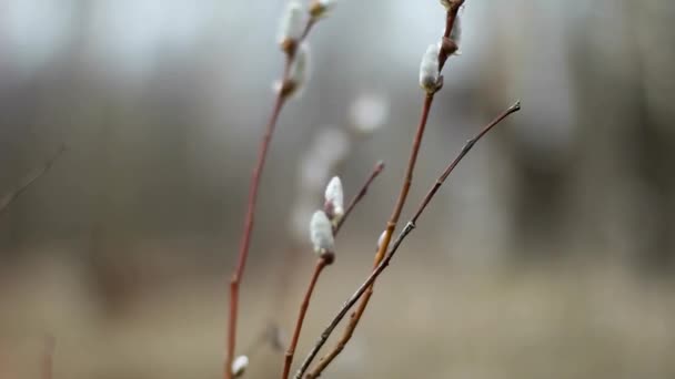 Les Branches Saule Saule Fleurit Début Printemps — Video