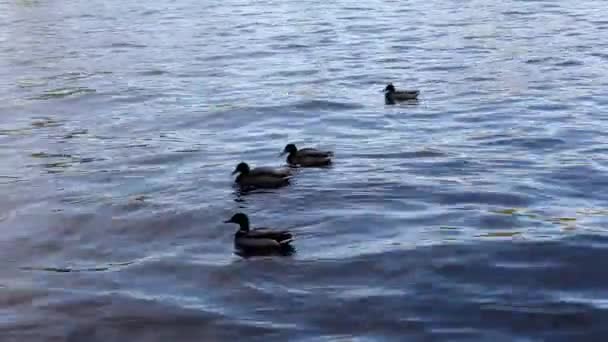 Patos Graciosos Flotando Olas Azules Pato Salvaje Agua — Vídeos de Stock