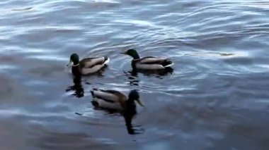 Mavi dalgalarda yüzen zarif ördekler. Sudaki vahşi ördek.