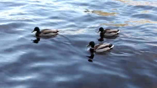 Anmutige Enten Die Auf Blauen Wellen Schwimmen Wildenten Wasser — Stockvideo