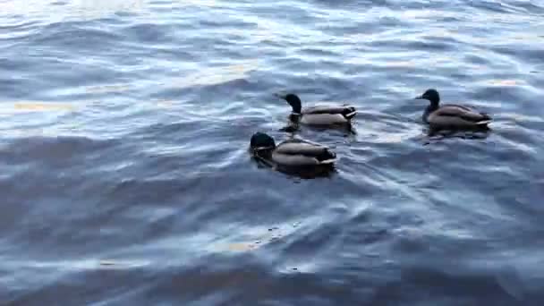 青い波に浮かぶ優雅なアヒル 水の中の野生のアヒル — ストック動画