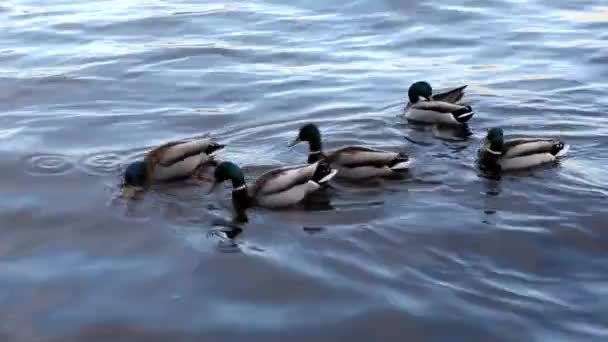 Gracieuze Eenden Drijvend Blauwe Golven Wilde Eend Het Water — Stockvideo