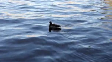 Mavi dalgalarda yüzen zarif ördekler. Sudaki vahşi ördek.