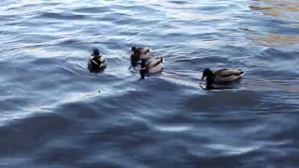 Patos Graciosos Flutuando Ondas Azuis Pato Selvagem Água — Vídeo de Stock