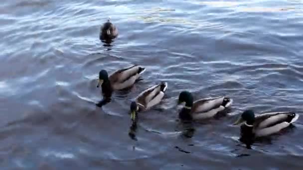 Gracieuze Eenden Drijvend Blauwe Golven Wilde Eend Het Water — Stockvideo