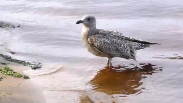 Jeune Cormoran Fulmar Avec Aile Blessée Seagull Ship Followers Beau — Video