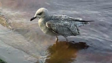 Yaralı kanadı olan genç karabatak Fulmar. Martı gemi takipçileri. Güzel ve uçmaya mahkum olmayanlar. Hayvanların dünyası..