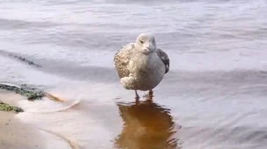 Yaralı kanadı olan genç karabatak Fulmar. Martı gemi takipçileri. Güzel ve uçmaya mahkum olmayanlar. Hayvanların dünyası..