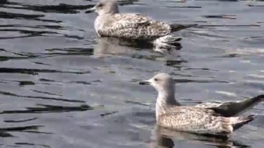 Yaralı kanadı olan genç karabatak Fulmar. Martı gemi takipçileri. Güzel ve uçmaya mahkum olmayanlar. Hayvanların dünyası..