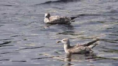 Yaralı kanadı olan genç karabatak Fulmar. Martı gemi takipçileri. Güzel ve uçmaya mahkum olmayanlar. Hayvanların dünyası..