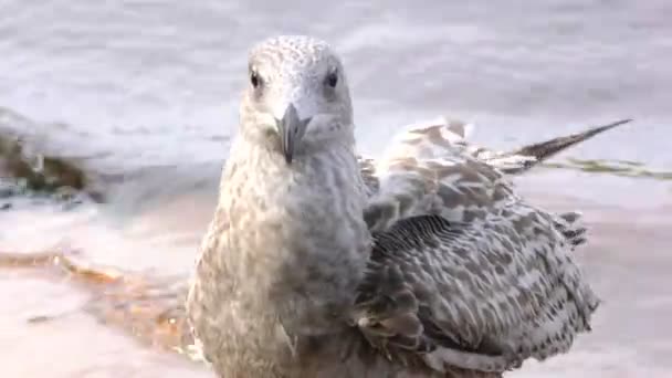 年轻的可怜虫富尔玛有受伤的翅膀海鸥的追随者 美丽的注定不会飞 周围的动物世界 — 图库视频影像