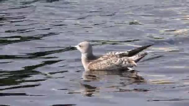 年轻的可怜虫富尔玛有受伤的翅膀海鸥的追随者 美丽的注定不会飞 周围的动物世界 — 图库视频影像