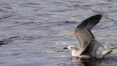 Yaralı kanadı olan genç karabatak Fulmar. Martı gemi takipçileri. Güzel ve uçmaya mahkum olmayanlar. Hayvanların dünyası..