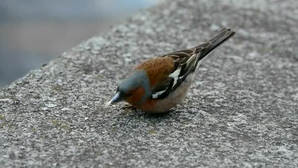 Bird Chaffinch Picando Sementes Aterro Pedra Parque Perto Rio Belo — Vídeo de Stock