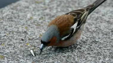 Kuş Cırcırböceği, taş setin üzerinde tohum gagalıyor. Nehrin yanındaki parkta ve güzel vahşi bir kuş..