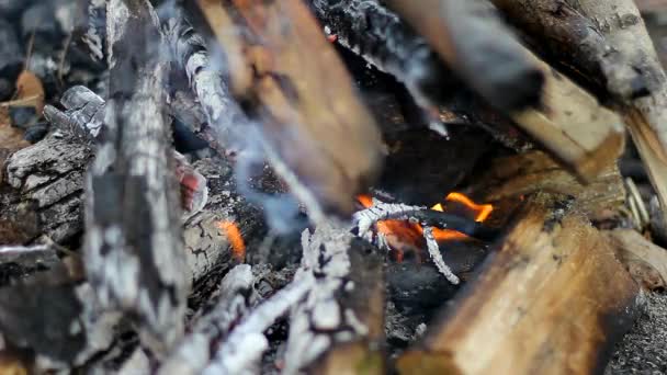 木の近くの背景炎 暖炉の中で燃える炎 — ストック動画