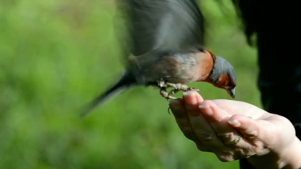 Aves Selvagens Comendo Sementes Girassol Mão Alimentando Aves Floresta Parque — Vídeo de Stock