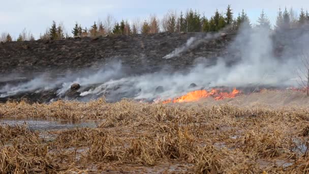 Vuur Verbrandt Het Gras Van Natuur Brandramp Voor Wilde Dieren — Stockvideo