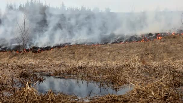 Fuego Quema Hierba Naturaleza Desastre Incendios Para Animales Salvajes — Vídeos de Stock