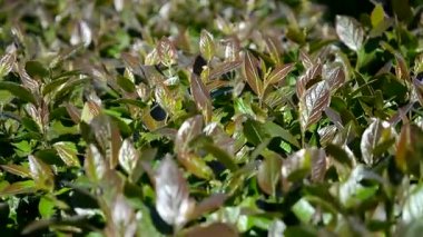 Yeşil yaprakların arka planı. Yazın doğa..