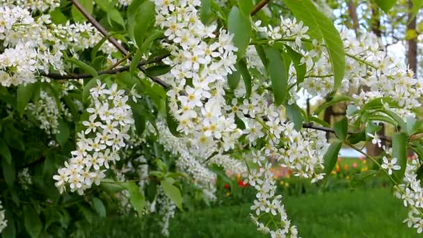 Çiçekli Beyaz Şırınga Bahar Çiçekli Ağaç Leylak — Stok video