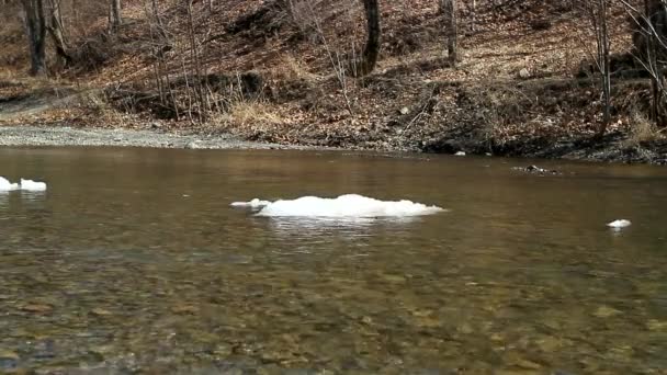 Río Salvaje Rápido Témpano Hielo Flotante Derretimiento Hielo Principios Primavera — Vídeos de Stock