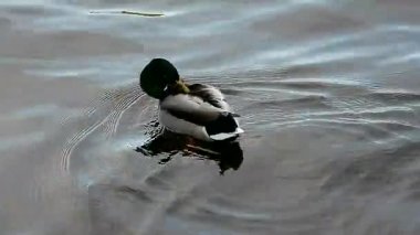 Mavi dalgalarda yüzen zarif ördekler. Sudaki vahşi ördek.